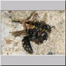 Oxybelus uniglumis - Weissfleckige Fliegenspiesswespe 12 7mm mit Maennchen von Oxybelus bipunctatus 4mm - OS-Wallenhorst-Tongrube-Lehmwiese.jpg